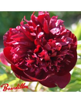 Pivoine : CHOCOLATE SOLDIER