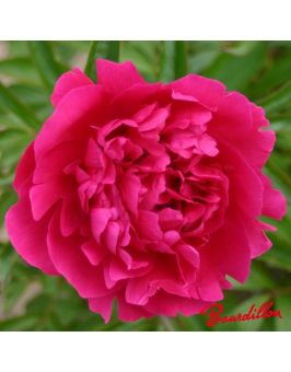 Pivoine : FELIX CROUSSE