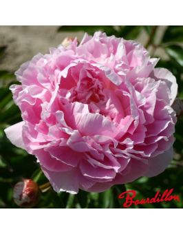 Pivoine : HARGROVE HUDSON