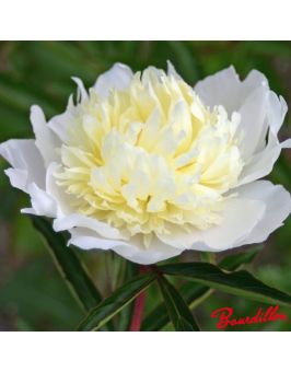 Pivoine : LAURA DESSERT