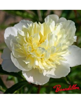 Pivoine : LAURA DESSERT