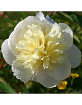 Pivoine : PRIMEVERE
