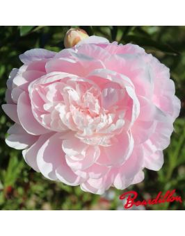 Pivoine : MRS F.D. ROOSVELT