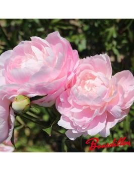 Pivoine : MRS F.D. ROOSVELT