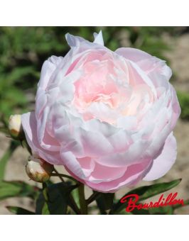 Pivoine : MRS F.D. ROOSVELT