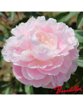 Pivoine : MRS F.D. ROOSVELT