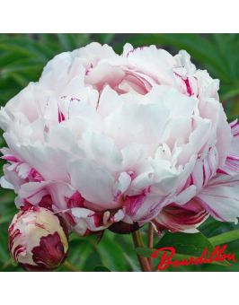 Pivoine : PEPPERMINT