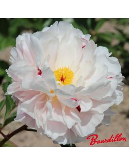 Pivoine : PEPPERMINT