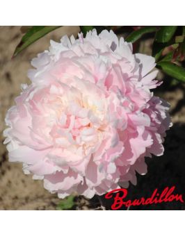 Pivoine : PILLOW TALK