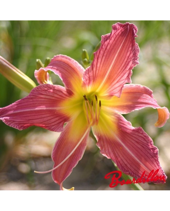 Hemerocalle : Araignée Gypsy