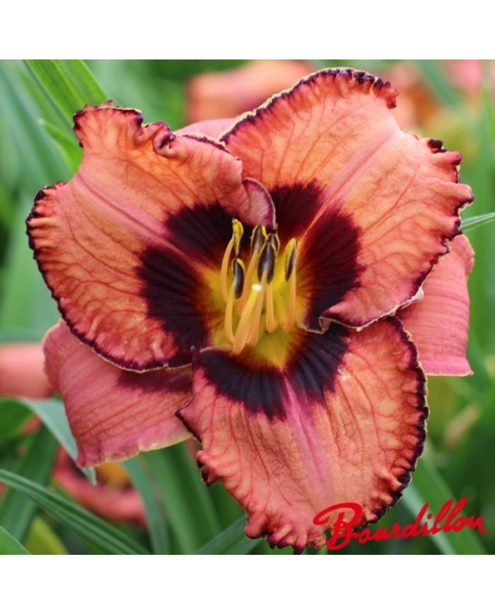 Hemerocalle : Awesome Blossom