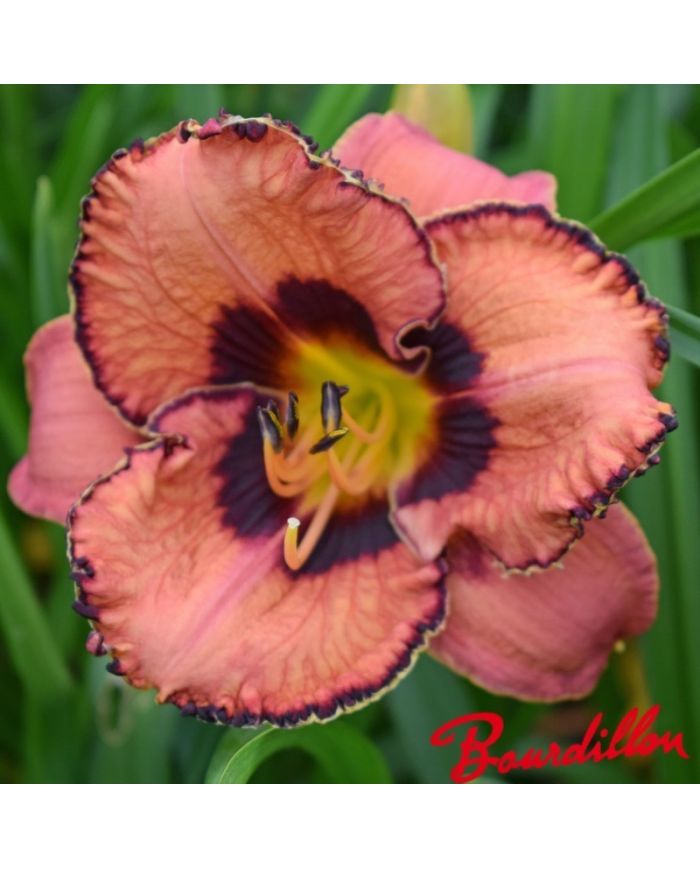 Hemerocalle : Awesome Blossom