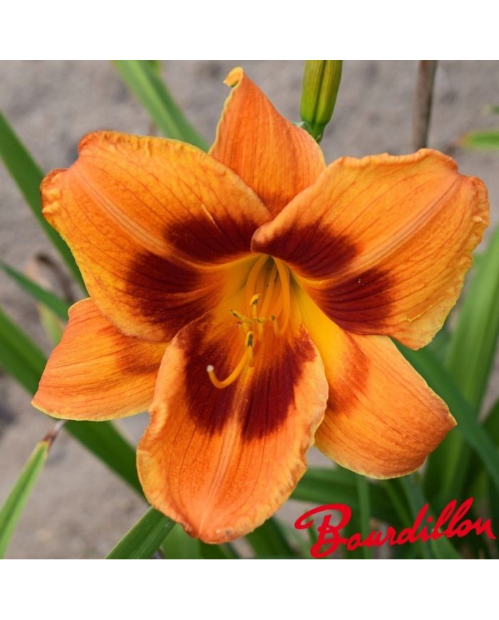 Hemerocalle : Bandit Man