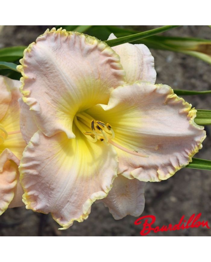 Hemerocalle : Baby Blancket