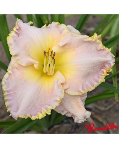 Hemerocalle : Baby Blancket