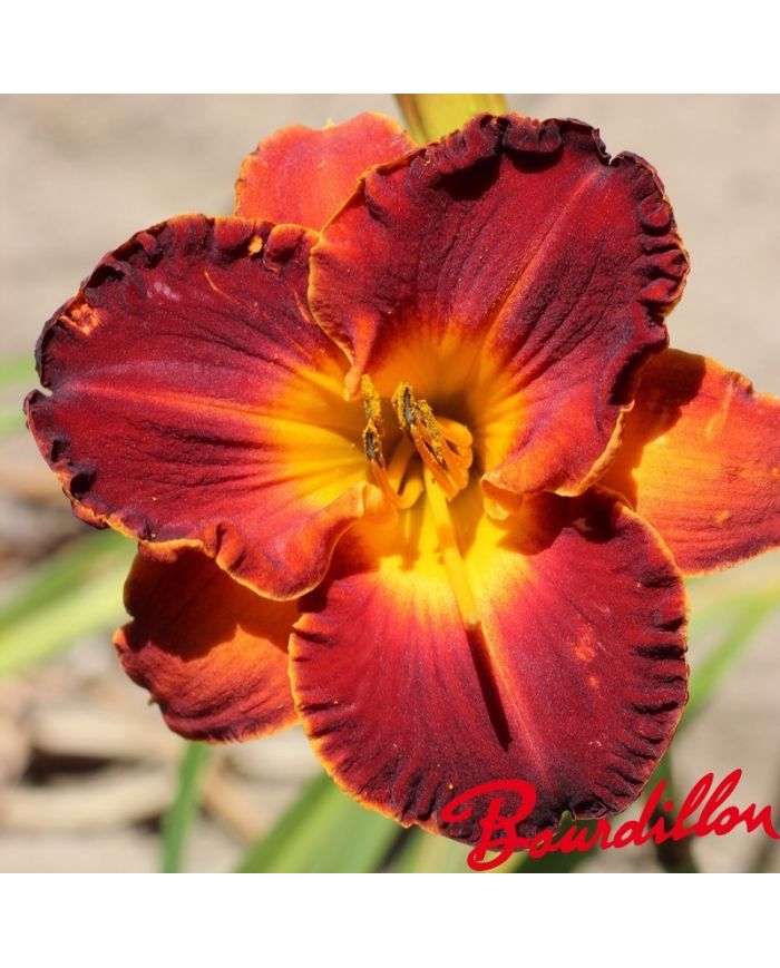 Hemerocalle : Beauté Divine