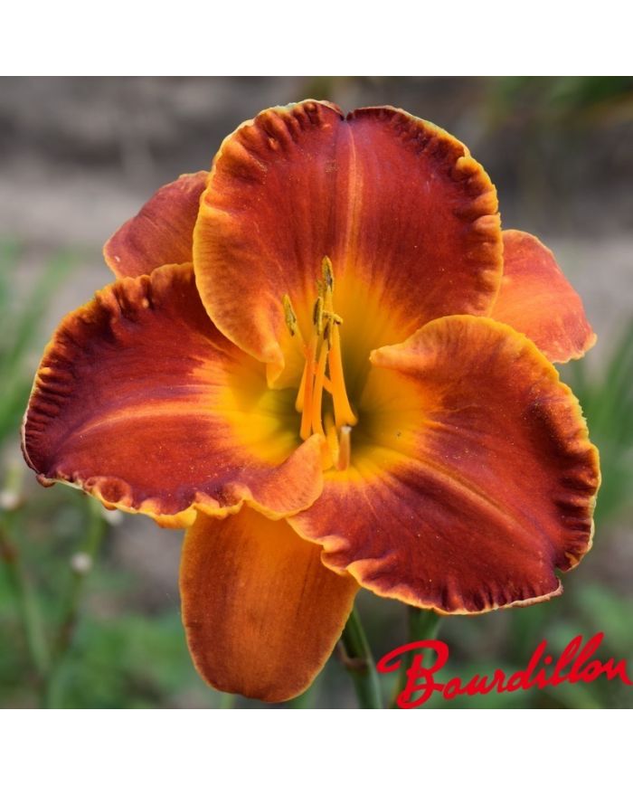 Hemerocalle : Beauté Divine