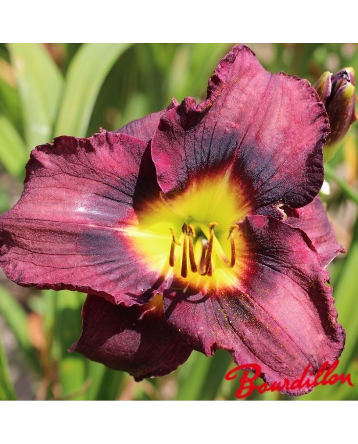 Hemerocalle : Black Ambrosia