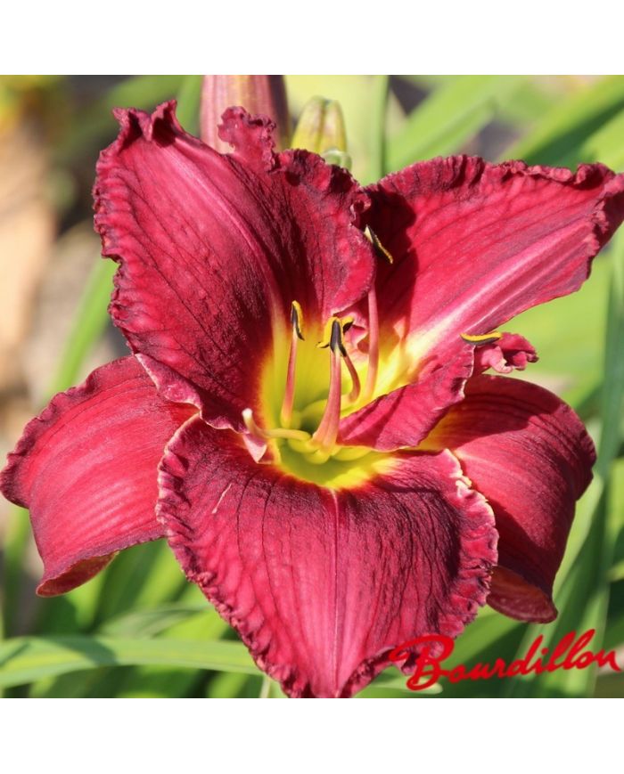 Hemerocalle : Bourdillon Michel