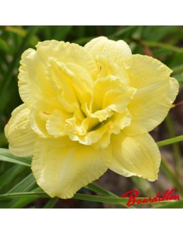 Hemerocalle : Cabbage Flower