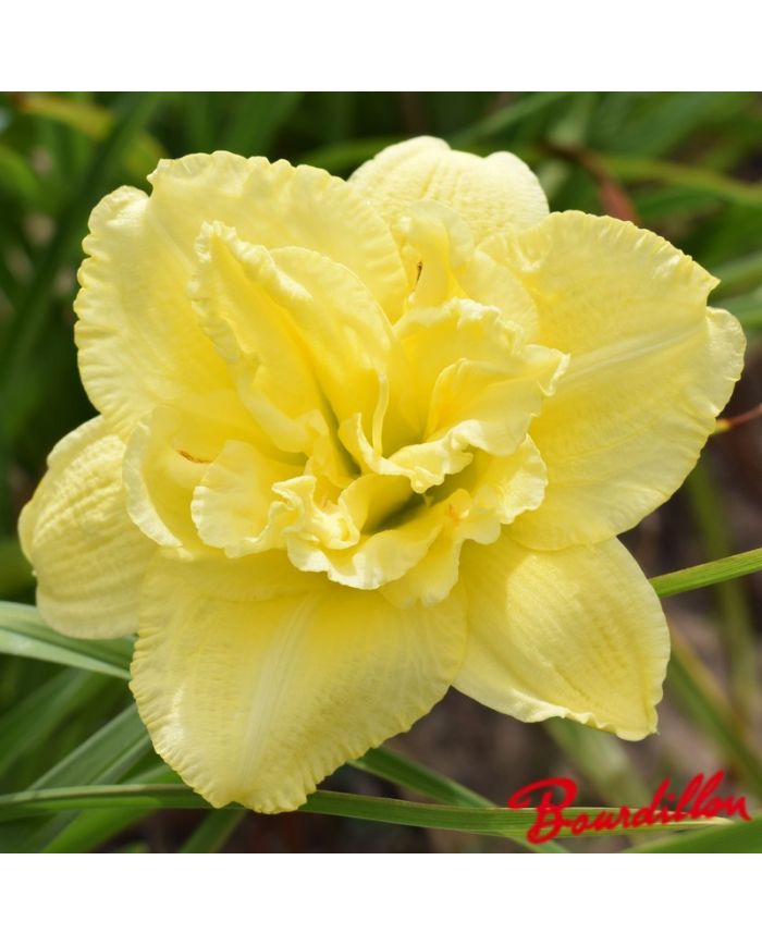 Hemerocalle : Cabbage Flower
