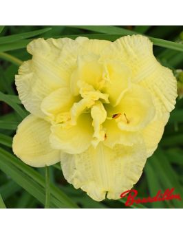 Hemerocalle : Cabbage Flower