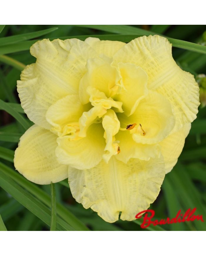 Hemerocalle : Cabbage Flower