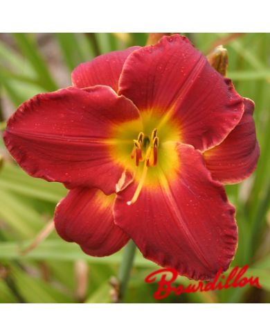 Hémérocalle : Crimson Wind