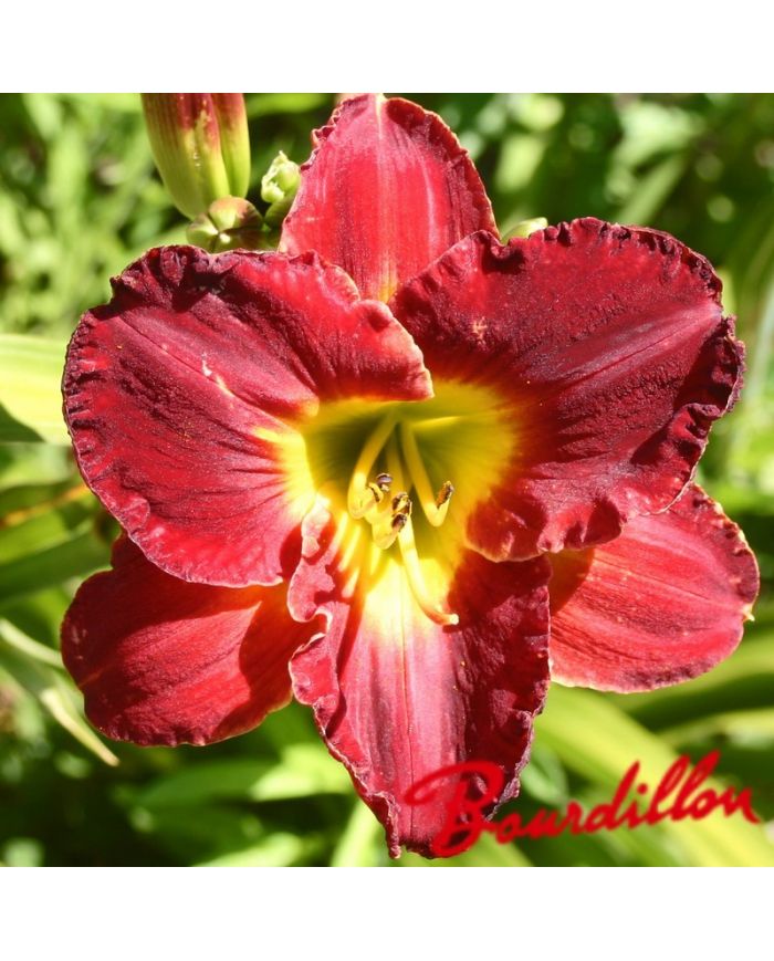 Hémérocalle : Crimson Wind