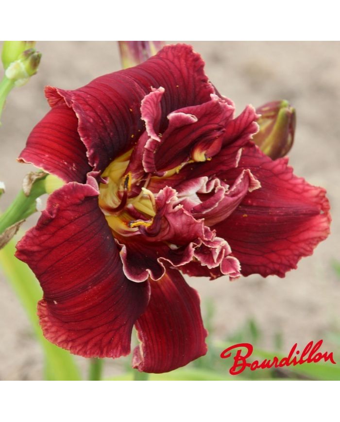 Hemerocalle : Double Red Royal