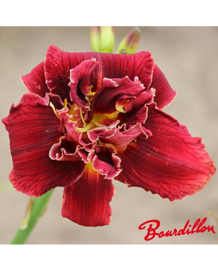Hemerocalle : Double Red Royal