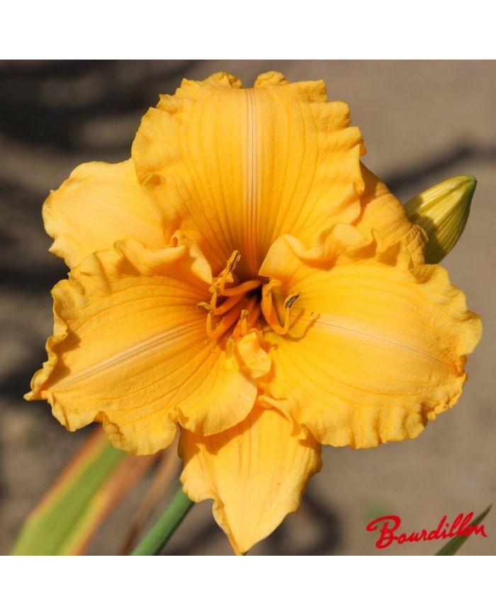 Hemerocalle : GOLDEN SCROLL