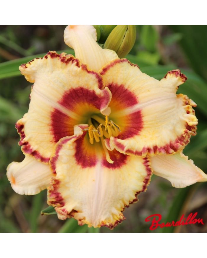 Hemerocalle : Lady Betty Fretz