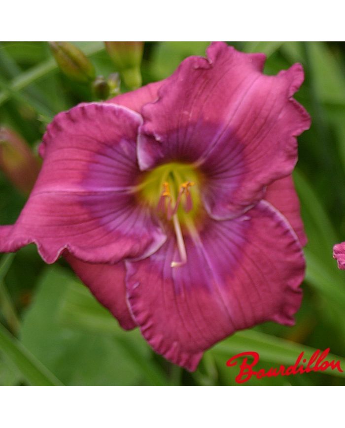 Hemerocalle : Lavender Blue Baby