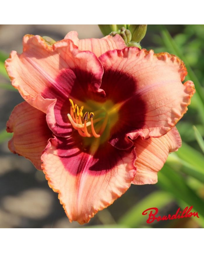 Hemerocalle : Little Red Dragon