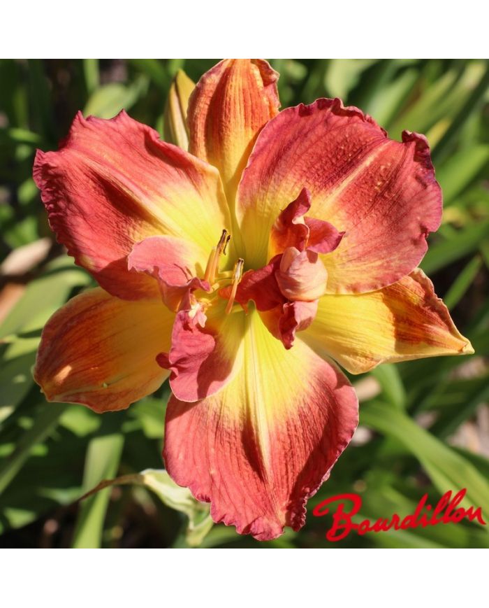 Hemerocalle : Longfield Twin