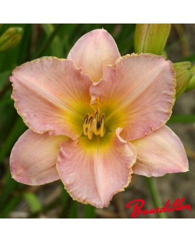 Hemerocalle : ELIZABETH 'S DREAM