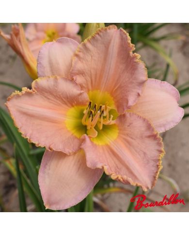 Hemerocalle : ELIZABETH 'S DREAM