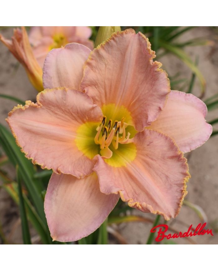 Hemerocalle : ELIZABETH 'S DREAM