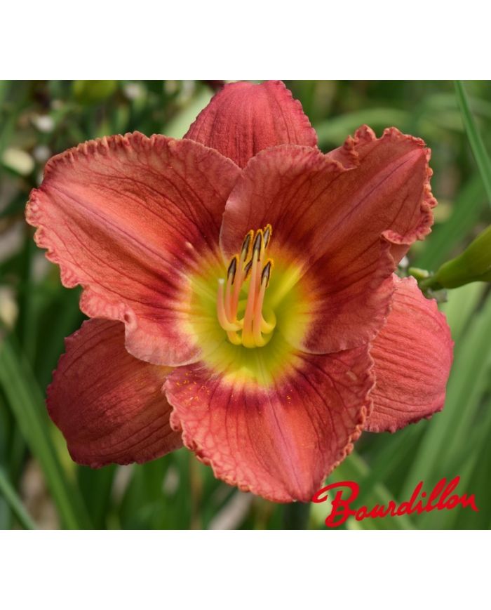 Hemerocalle : Nez Rouge