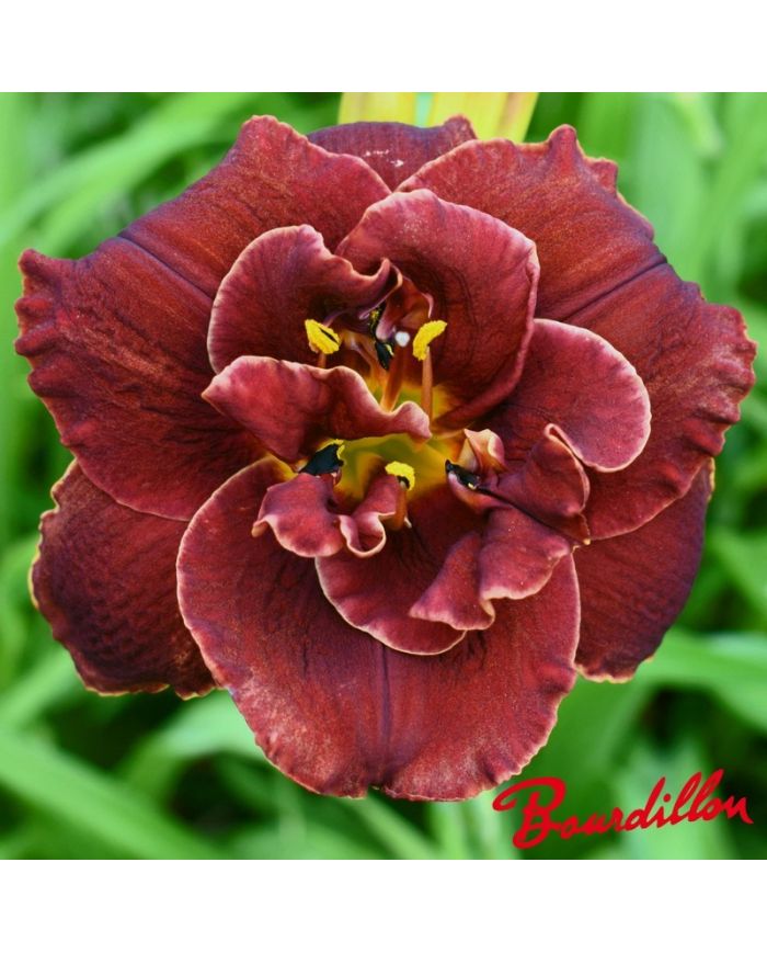 Hemerocalle : Night Embers