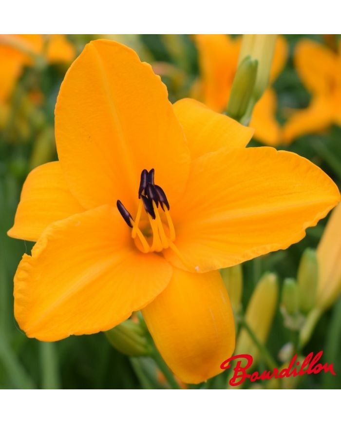 Hemerocalle : ORANGE PRELUDE