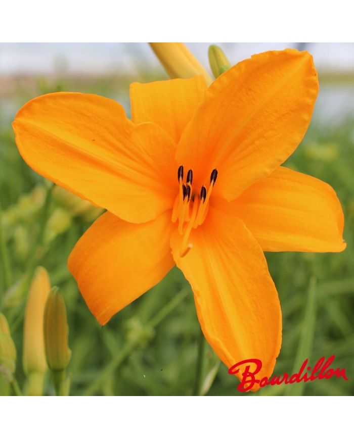 Hemerocalle : ORANGE PRELUDE