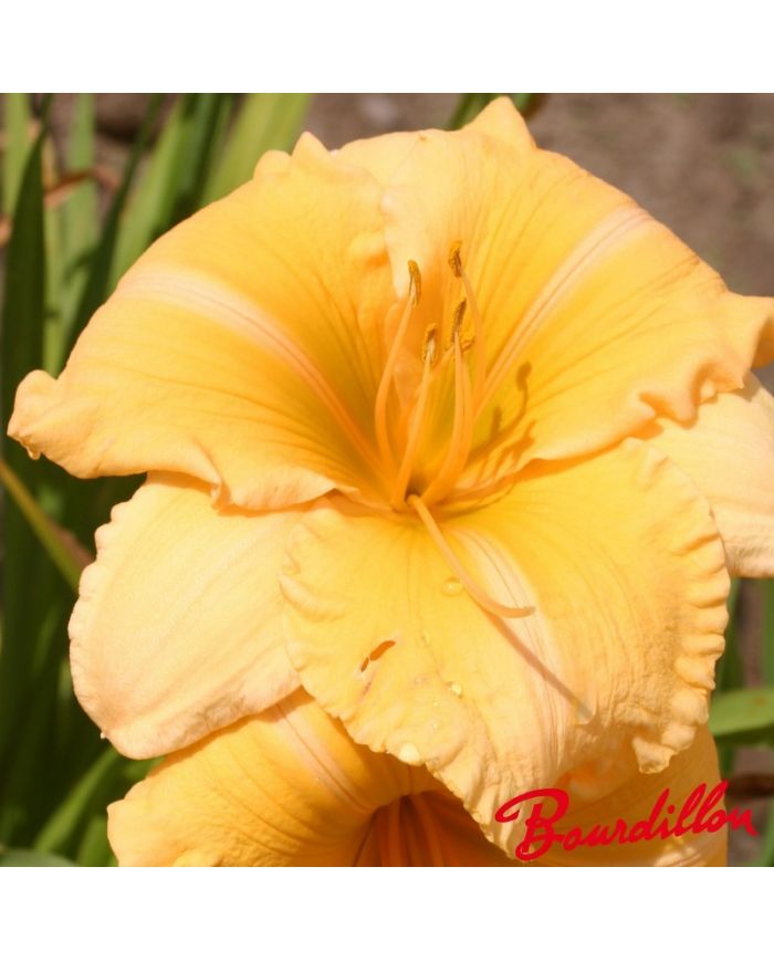 Hemerocalle : ORANGE VELVET