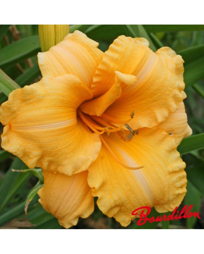Hemerocalle : ORANGE VELVET