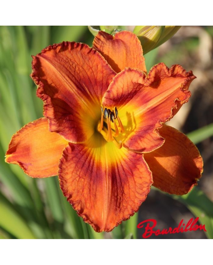 Hemerocalle : Orangeade