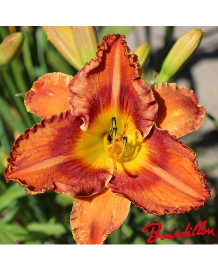 Hemerocalle : Orangeade