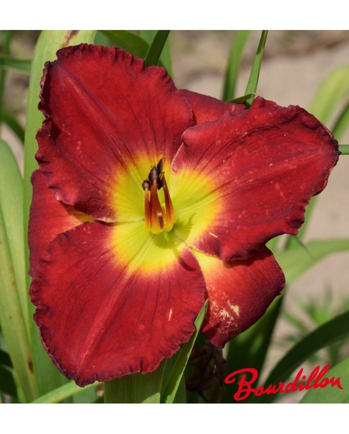 Hemerocalle : Parfum Rouge