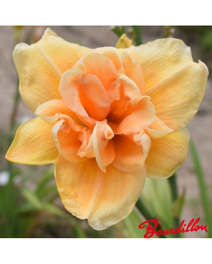 Hemerocalle : Peach Magnolia