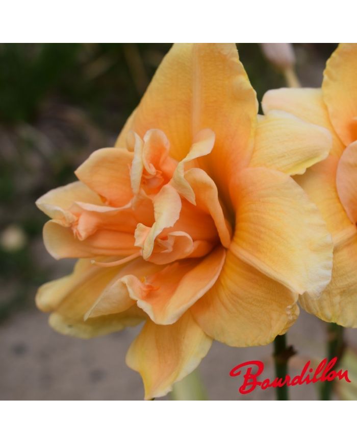 Hemerocalle : Peach Magnolia